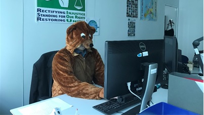 Large Office bear